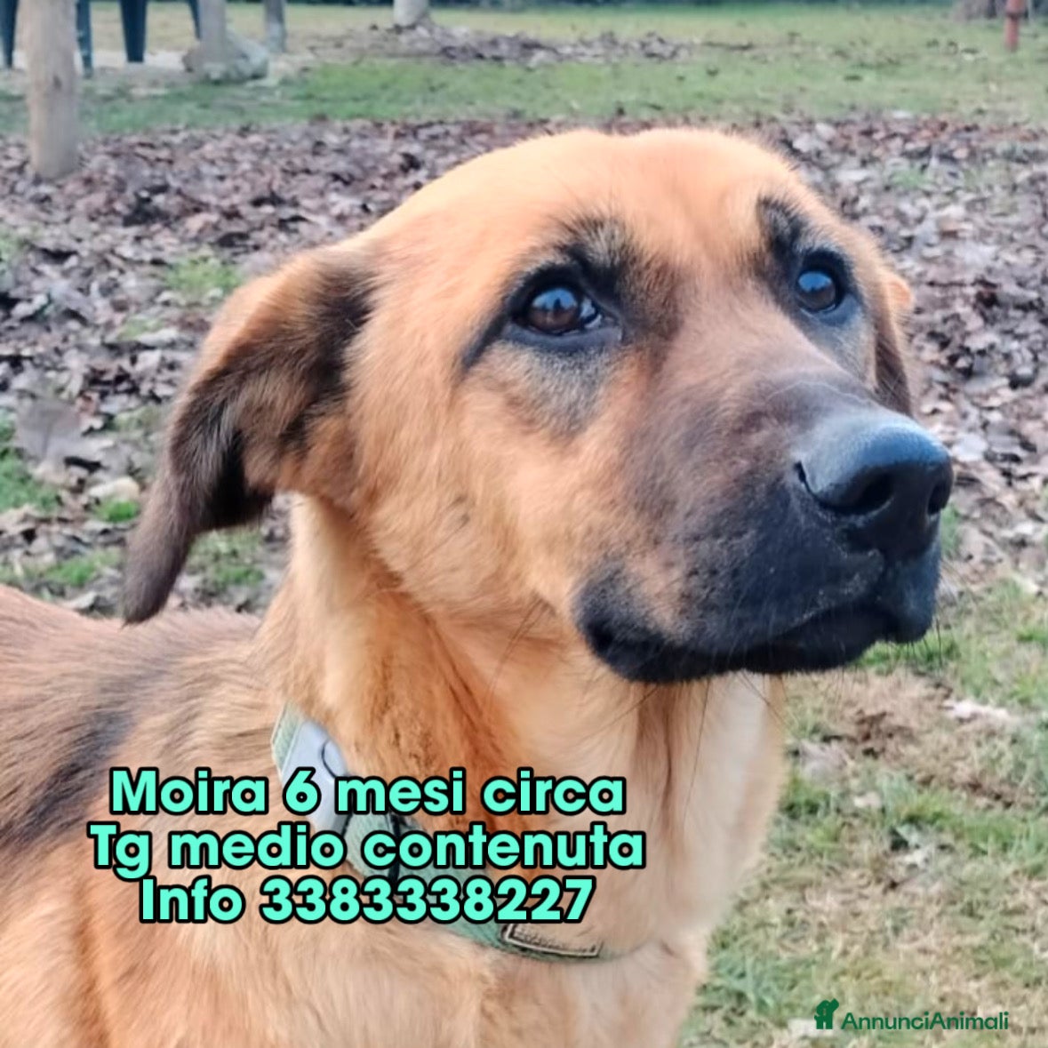 Meticcio cani Moira 6 mesi taglia medio contenuta cerca casa ❤️ - Annuncio 1