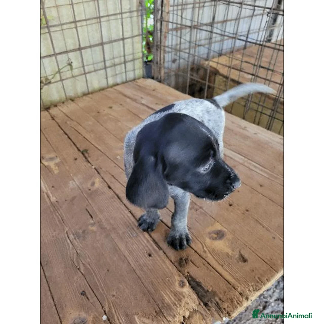 Meticcio cani in vendita: cuccioli di drathar e setter - Annuncio 2