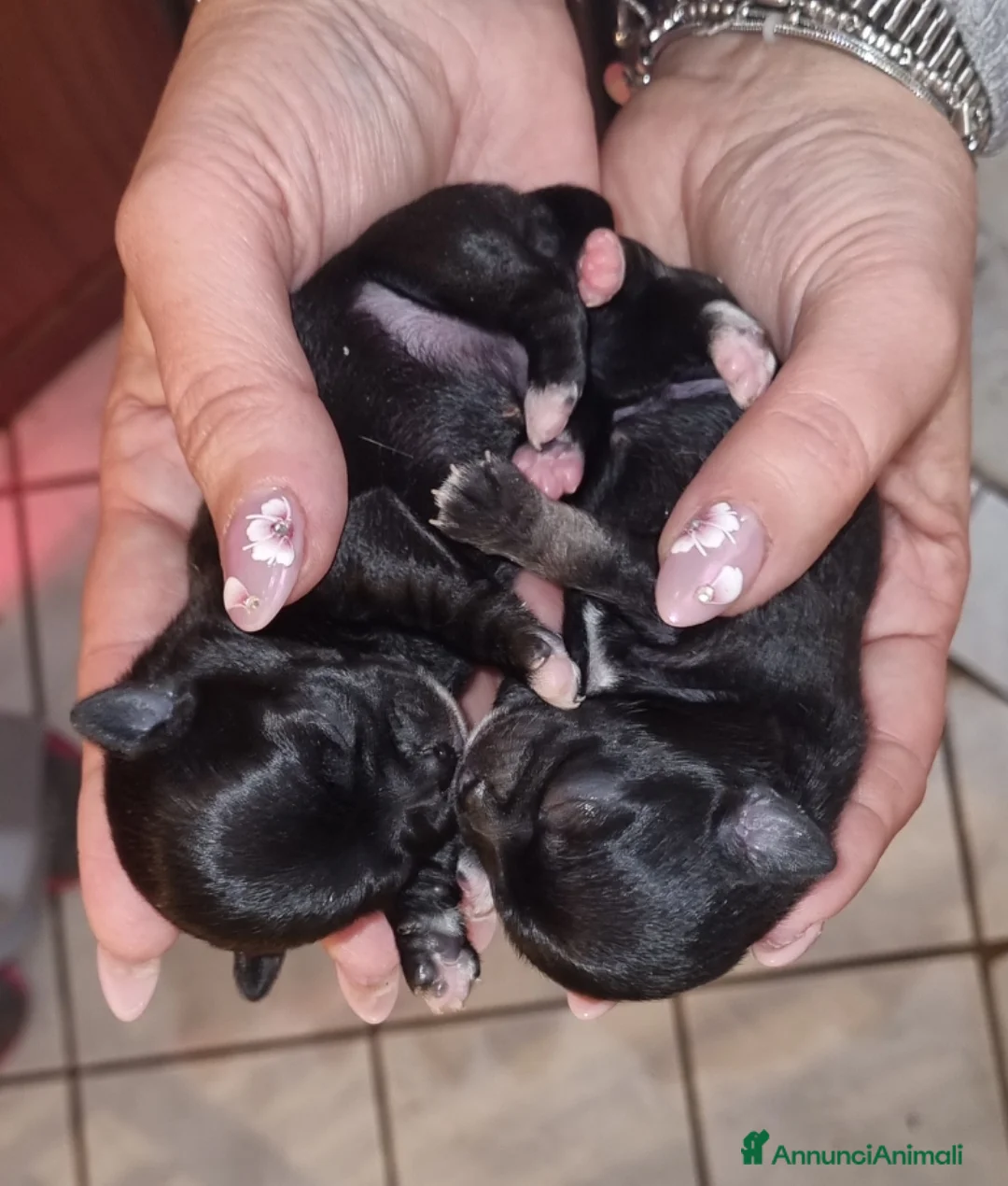 Chihuahua cani in vendita: Cuccioli di chihuahua toy  - Annuncio 9