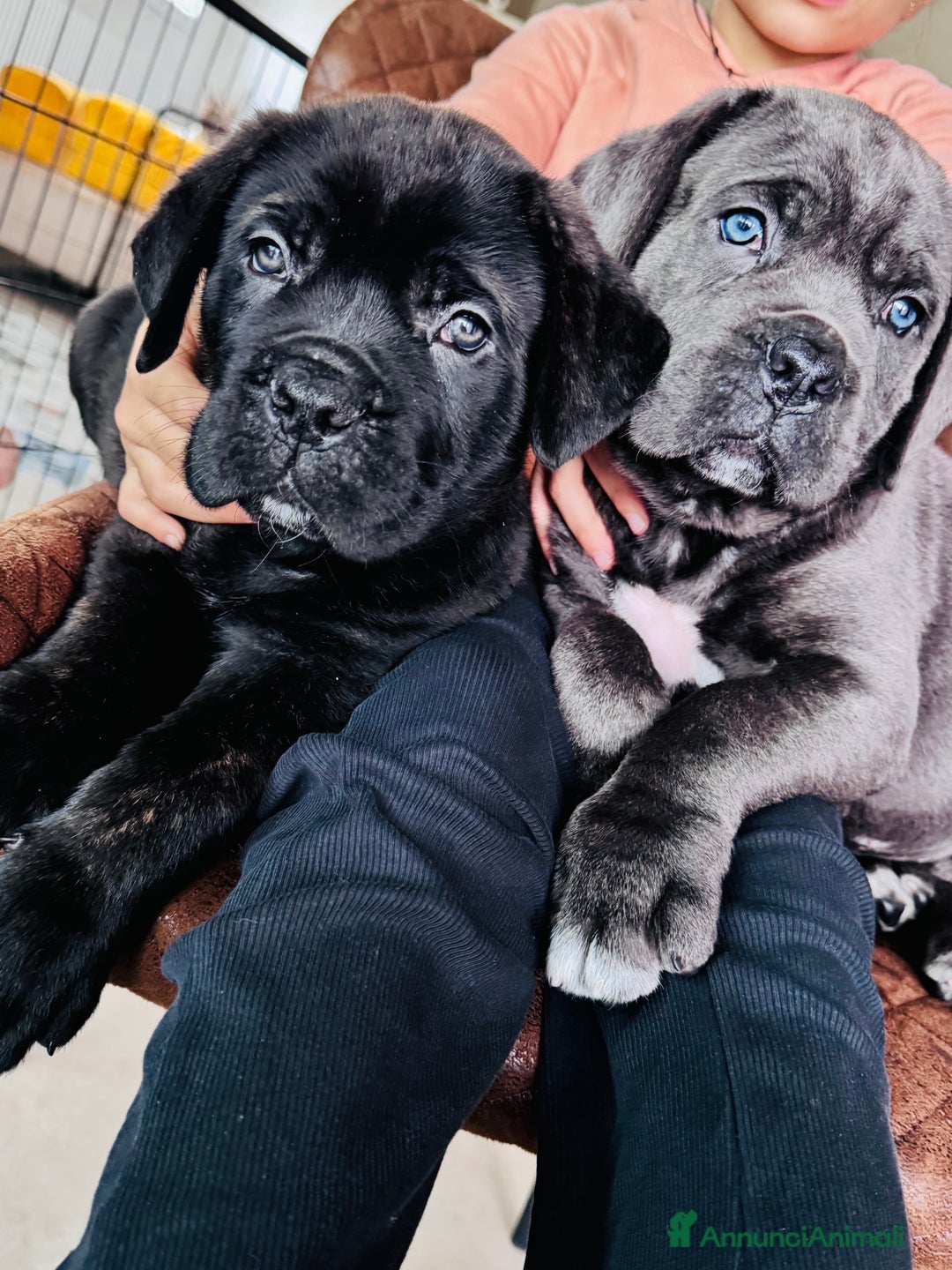 Cane Corso cani in vendita: Cane corso - Annuncio 8