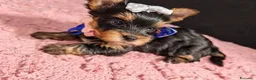 Meticcio cani in vendita: ✨Splendidi Yorkshire Terrier✨ - Annuncio 3