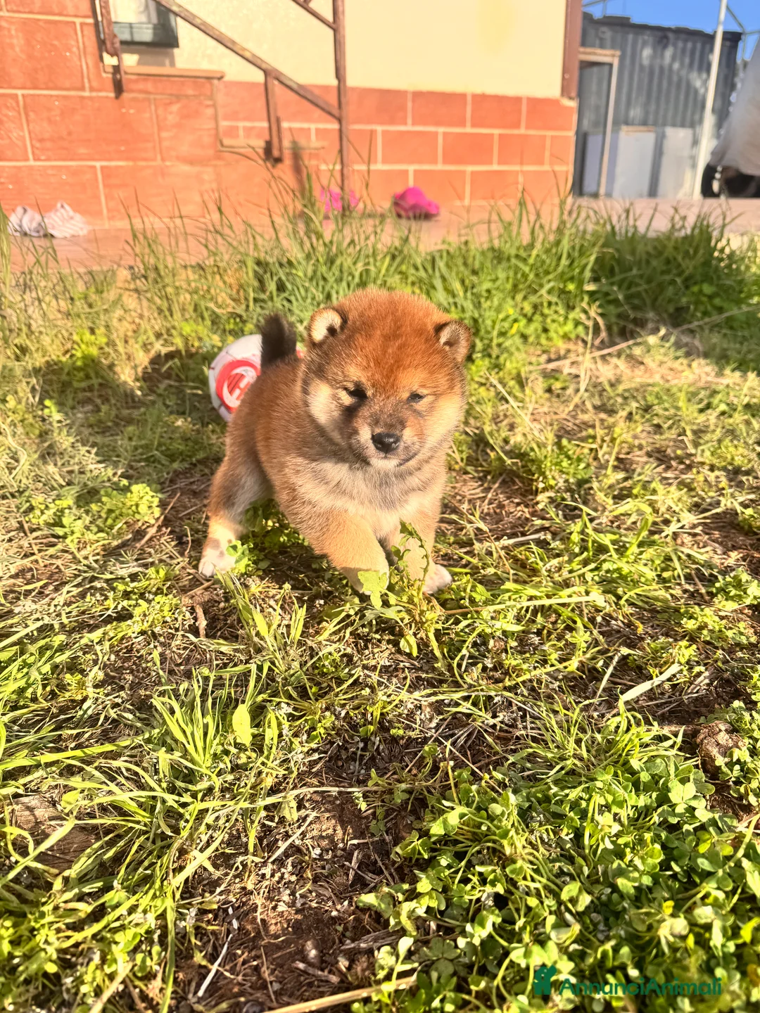 Shiba Inu cani in vendita: Shiba inu con pedigree  - Annuncio 5