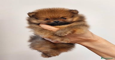 Volpino Pomerania cani a Provincia di Cuneo - Annuncio 11