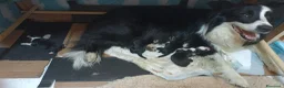 Border Collie cani in vendita: Cuccioli di Border Collie con pedigree  a Provincia autonoma di Bolzano - Alto Adige - Annuncio 12