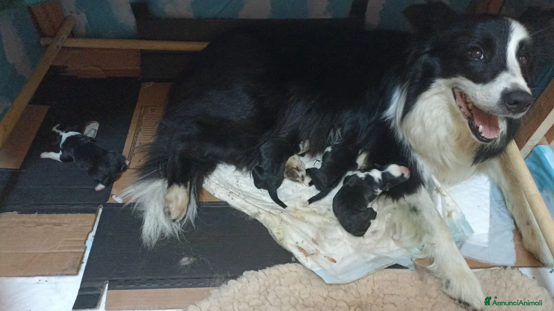 Border Collie cani in vendita: Cuccioli di Border Collie con pedigree  a Provincia autonoma di Bolzano - Alto Adige - Annuncio 12