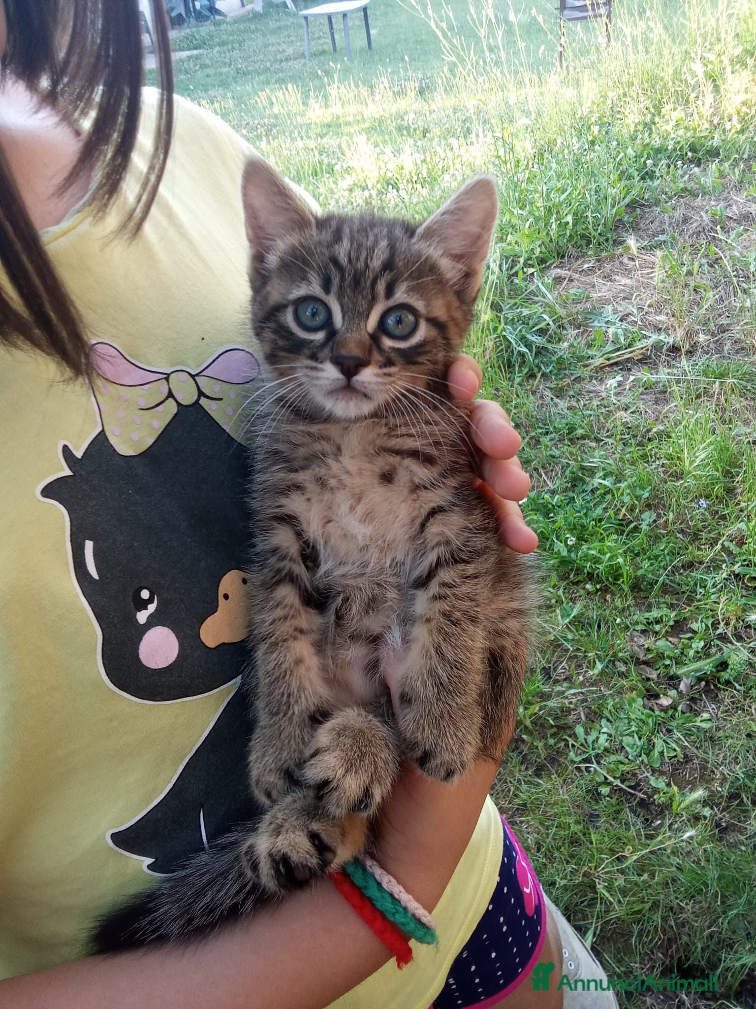 Europeo gatti Gattina in cerca di famiglia - Annuncio 11