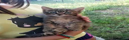 Europeo gatti in regalo: Gattina in cerca di famiglia - Annuncio 1