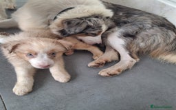 Australian Shepherd cani in vendita: Cuccioli pastore australiano pedigree  - Immagine 3