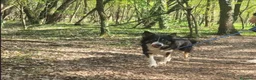 Border Collie cani in regalo: Splendida Border Collie - MILA - Annuncio 8