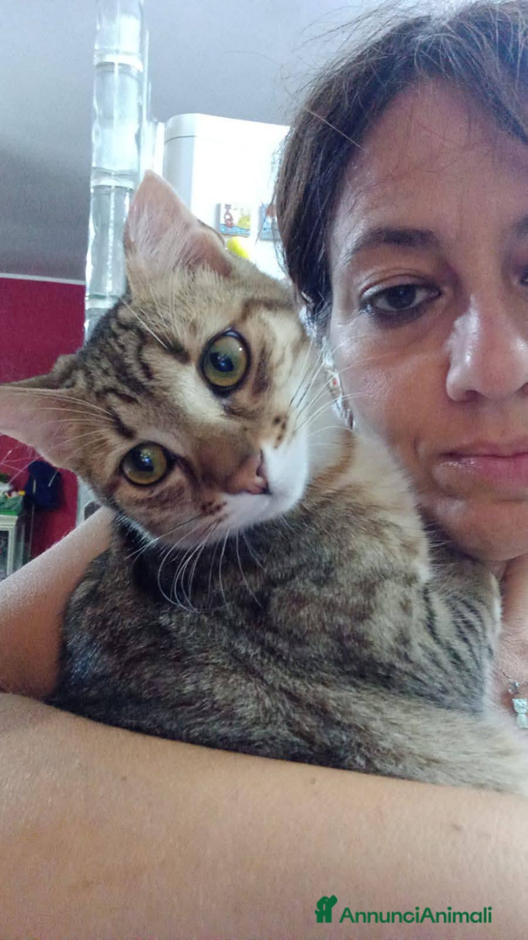 Europeo gatti in regalo: STITCH, adorabile gattino in adozione ! - Annuncio 4