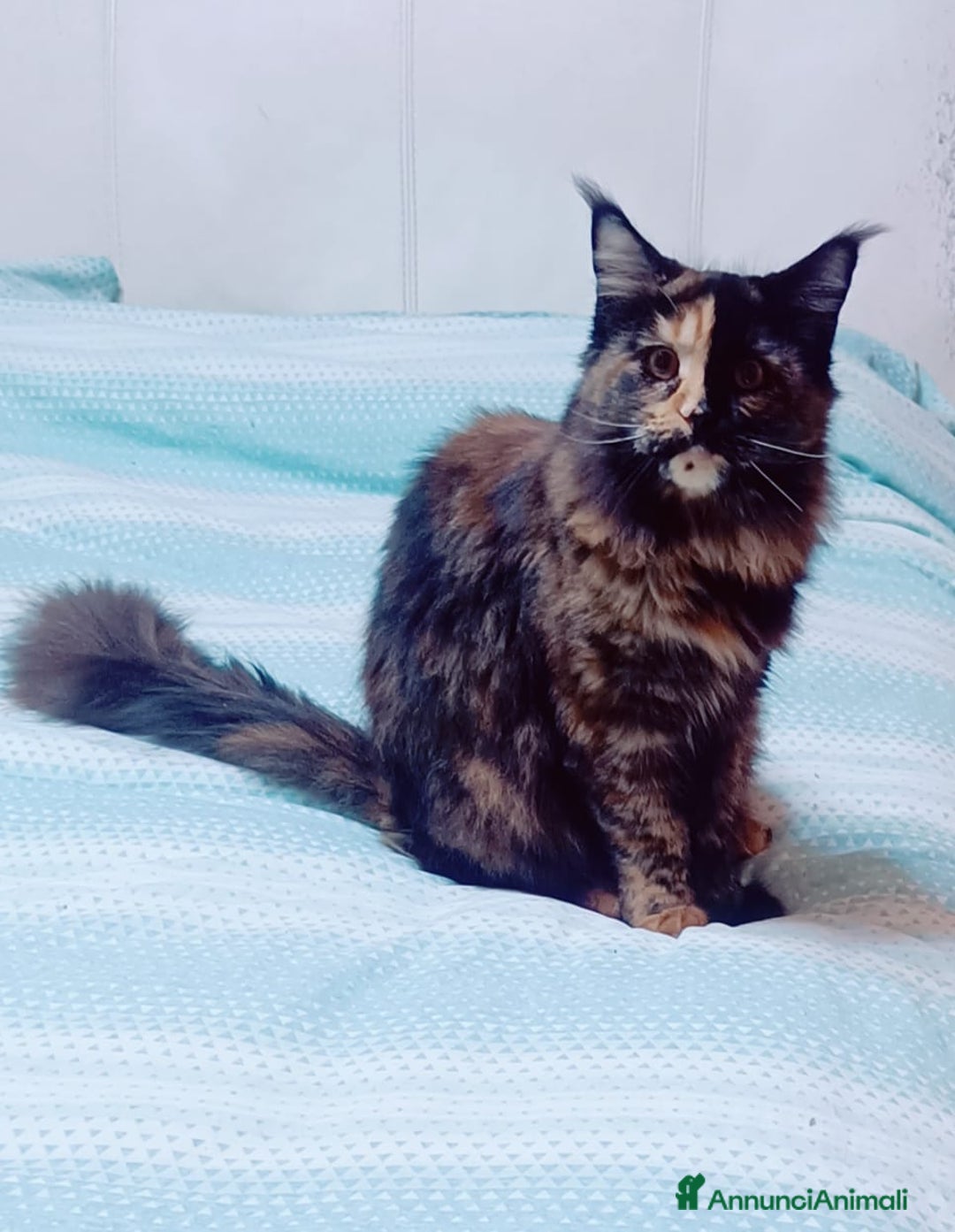 Maine Coon gatti in vendita: Cucciola Maine Coon pedigree ANFI  - Annuncio 6