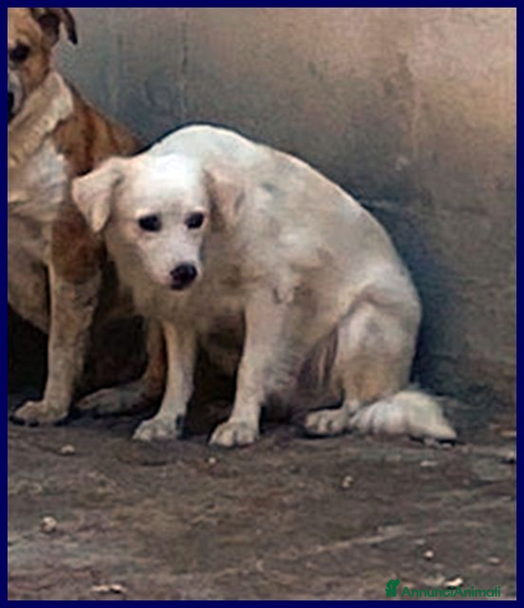 Meticcio cani in regalo: MICK timoroso ma buono! tg mediopicc. - Annuncio 3