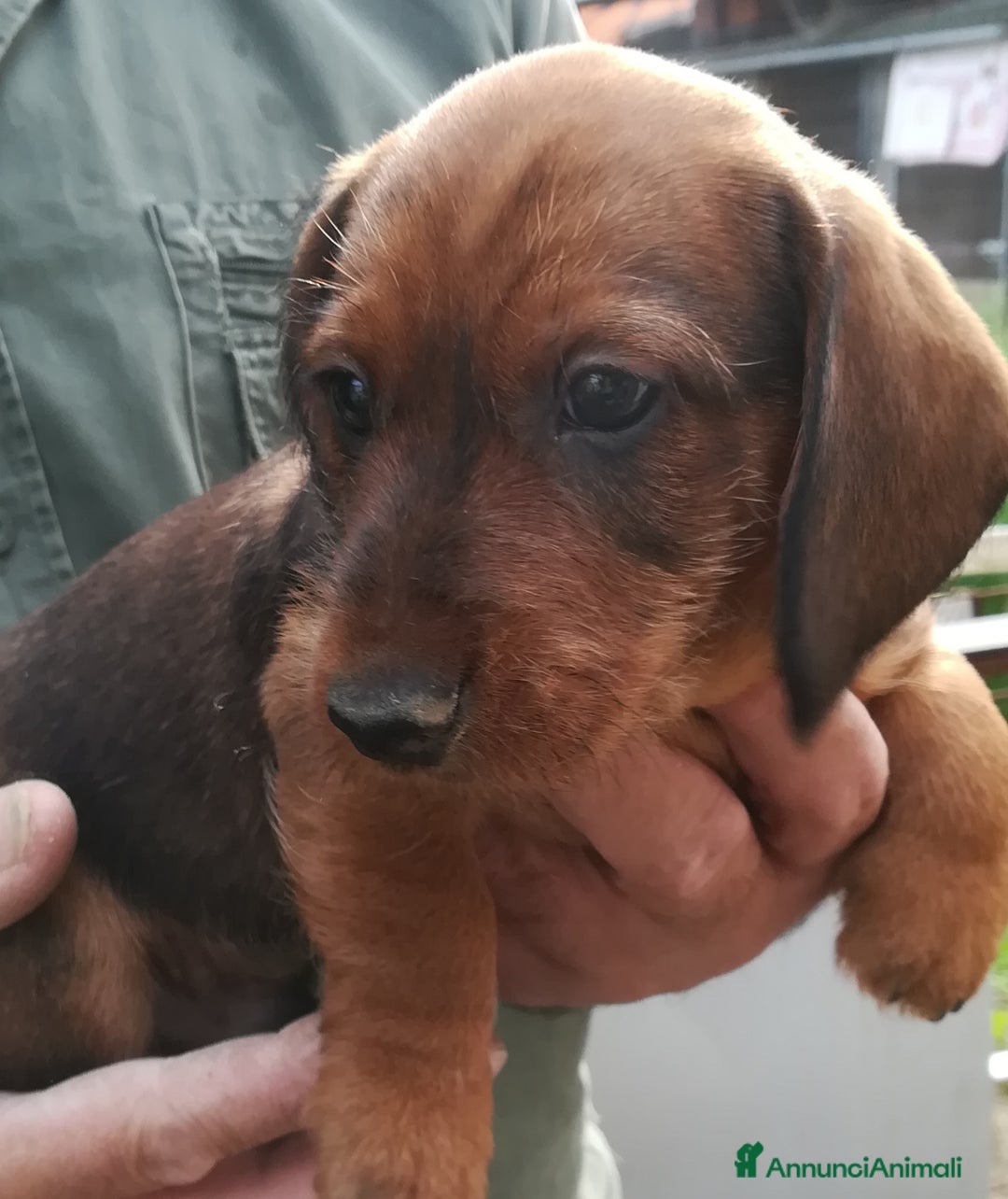 Bassotto cani in vendita: Bassotto pelo duro  - Annuncio 16