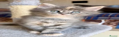 Maine Coon Gattino 1