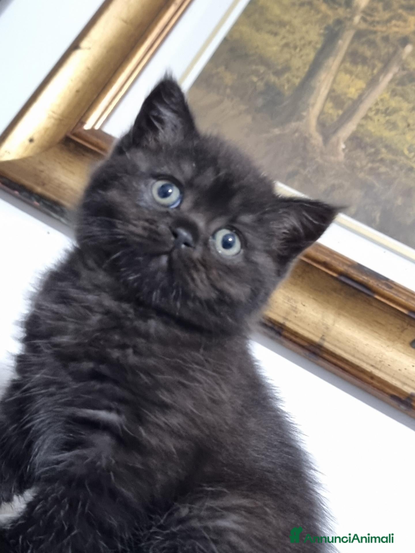 Scottish gatti Scottish Straight con Pedigree  - Annuncio 15