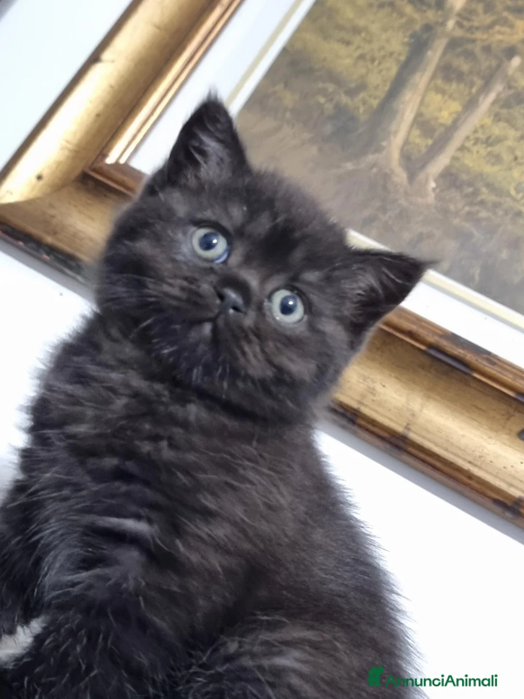 Scottish gatti in vendita: Scottish Straight con Pedigree  - Annuncio 1