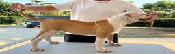 Bulldog cani in vendita: Cucciolo American bulldog  - Annuncio 5