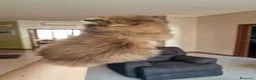 British gatti in vendita: British Longhair  - Annuncio 2