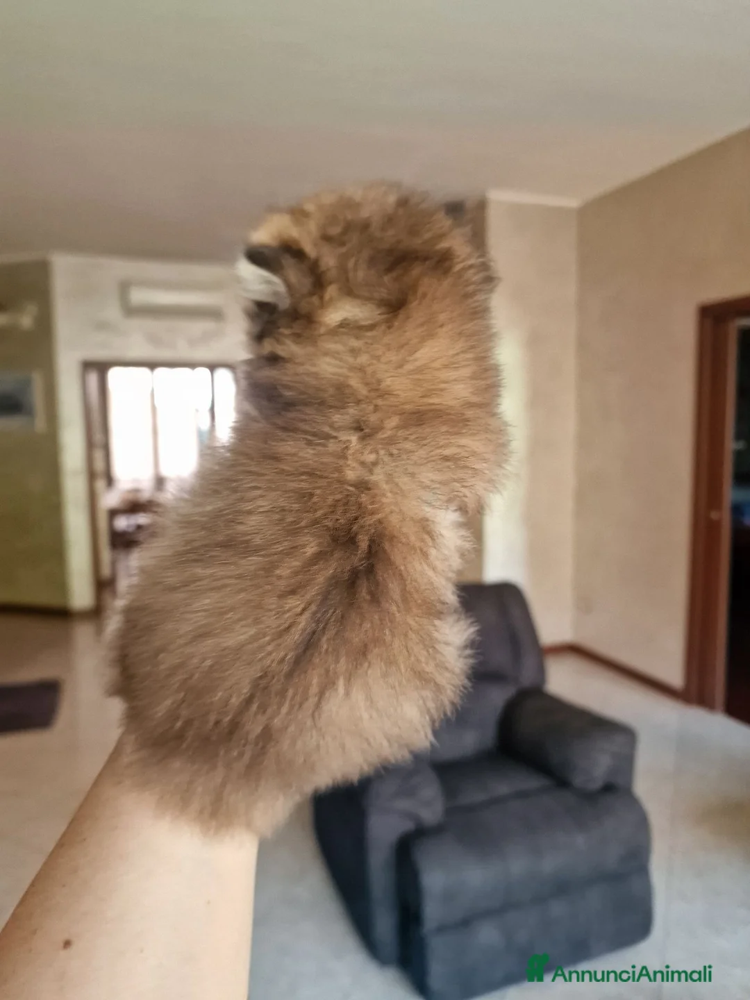 British gatti in vendita: British Longhair  - Annuncio 2