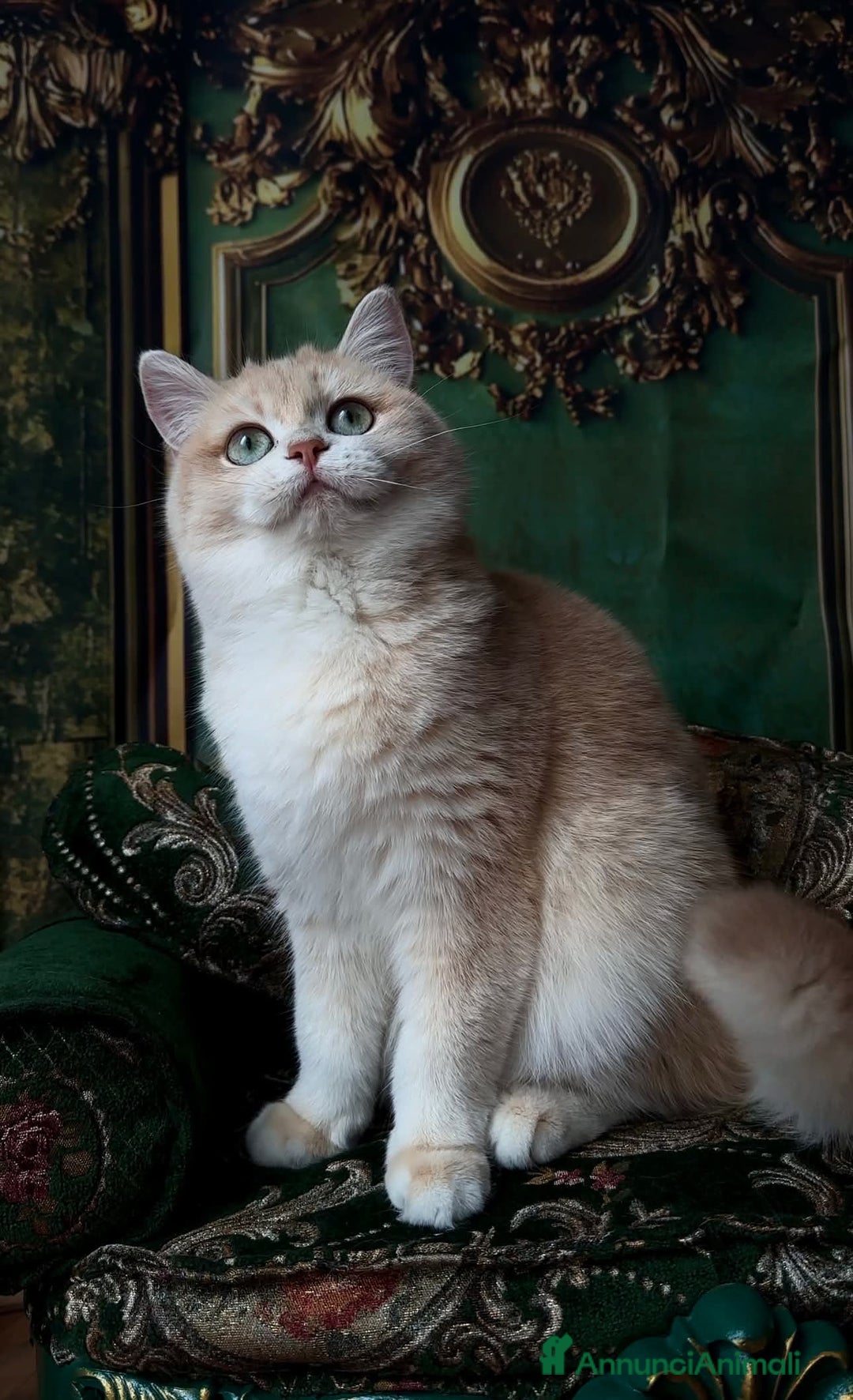 British gatti in vendita: British lilac golden  - Annuncio 1