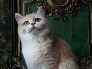 British gatti British lilac golden - Annuncio 1