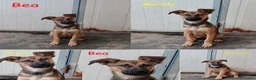 Meticcio cani in regalo: Melody e Bea dolcissime cucciole in adozione - Annuncio 2