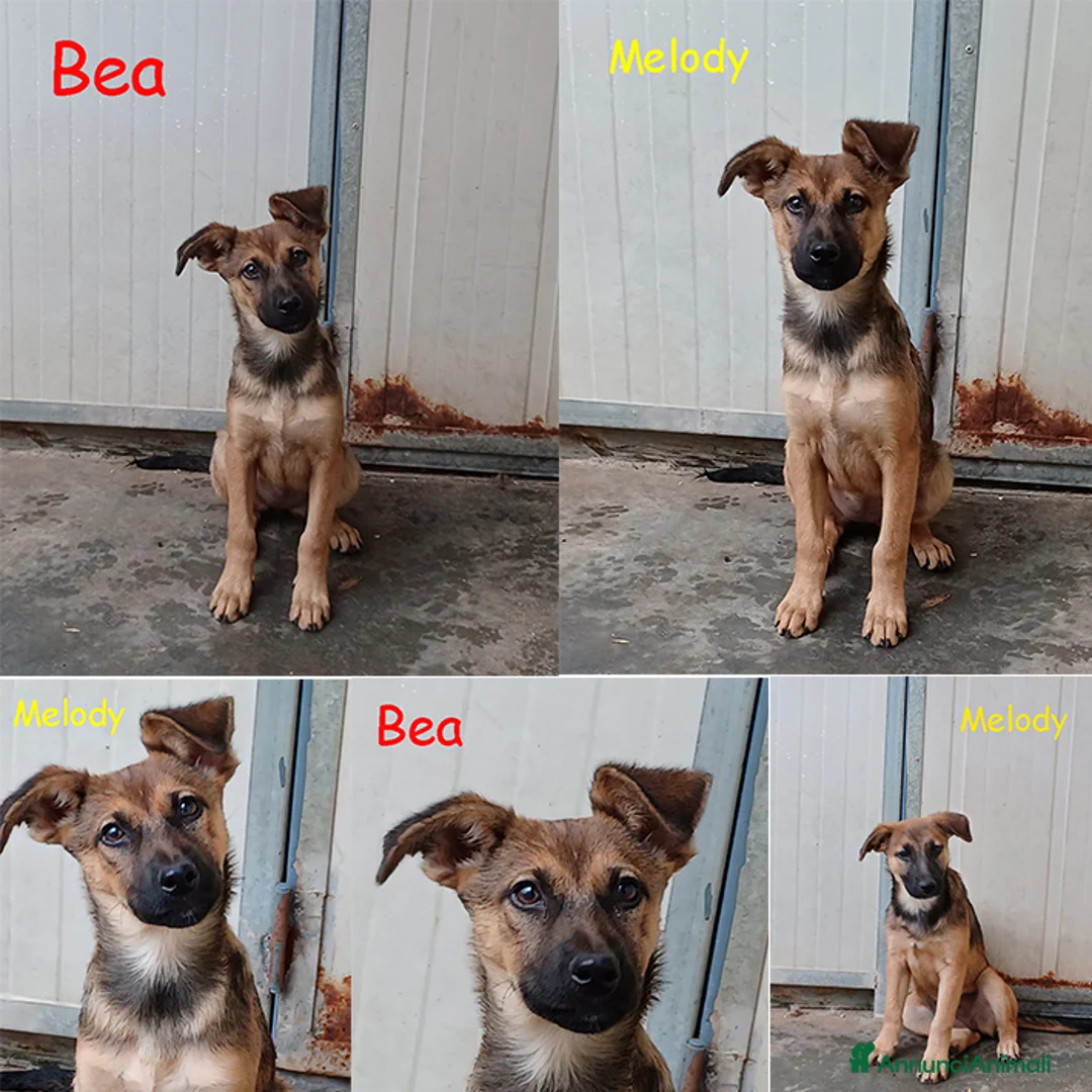 Meticcio cani in regalo: Melody e Bea dolcissime cucciole in adozione - Annuncio 2