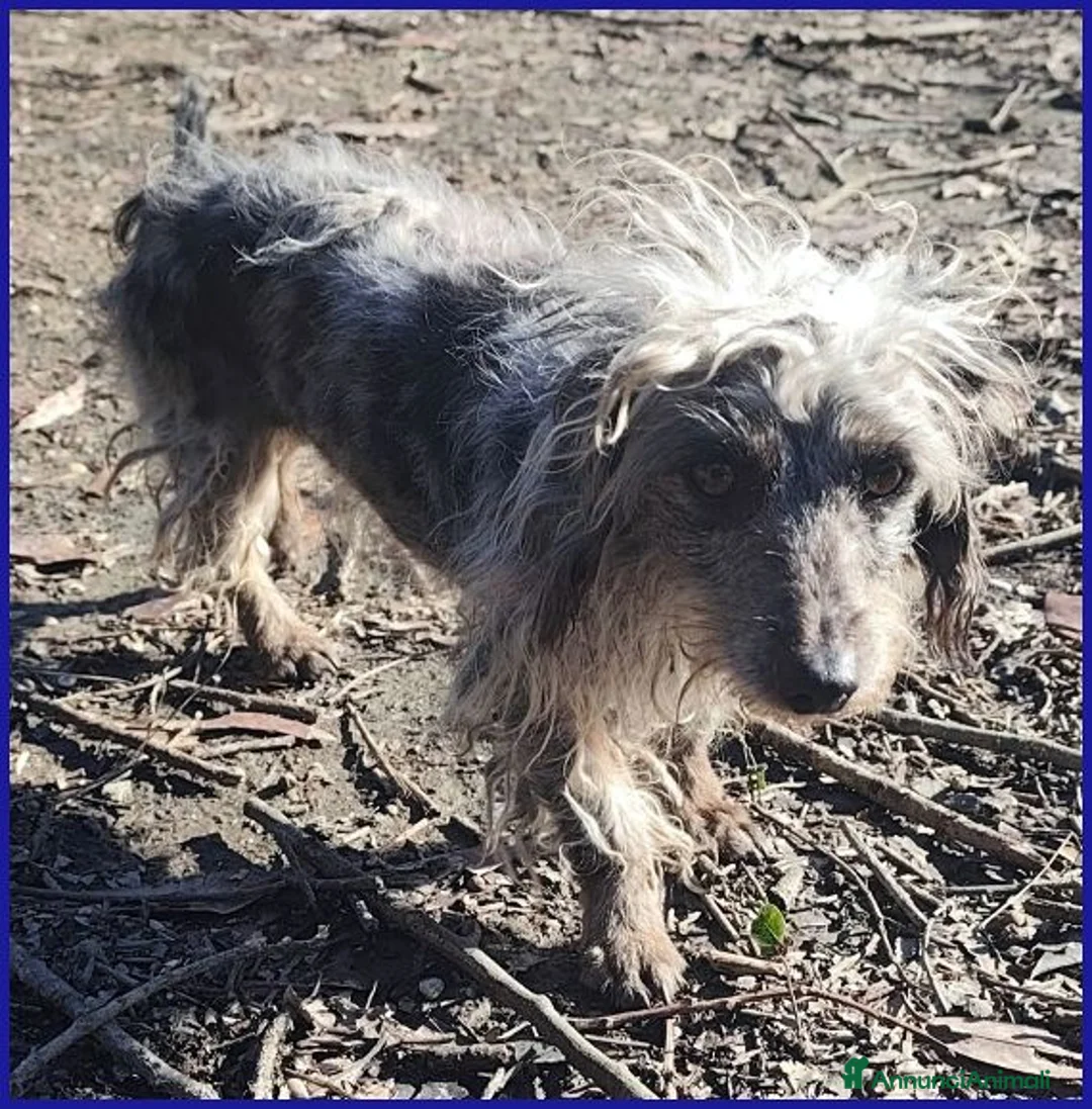 Meticcio cani in regalo: SHENZI piccola bassottina  - Annuncio 3