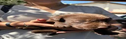 Labrador cani in vendita: Labrador retriever chocolate - Annuncio 16