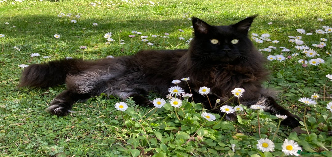 Immagine della galleria {{count}}