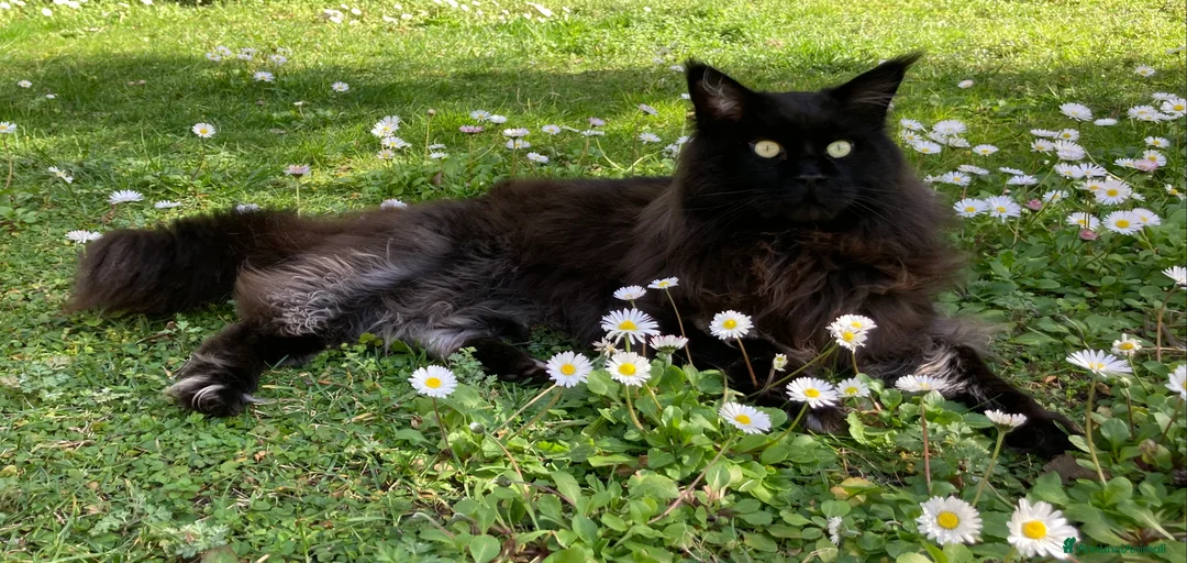 Immagine della galleria {{count}}