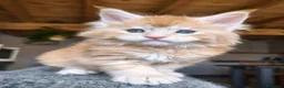 Maine Coon gatti in vendita: Maine coon a Provincia di Vicenza - Annuncio 3