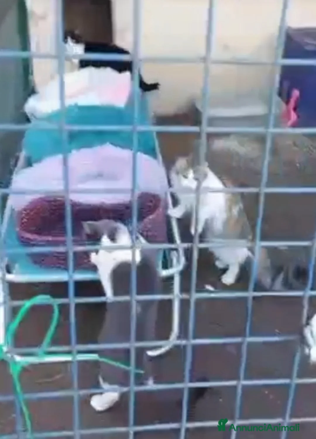 Europeo gatti in regalo: Gattine 7mesi FELV+ VIVONO IN RECINTO.URGENTE ROMA - Annuncio 2