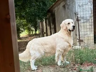 Golden Retriever cani Ultimi 2 cuccioli Golden Retriever - Annuncio 1