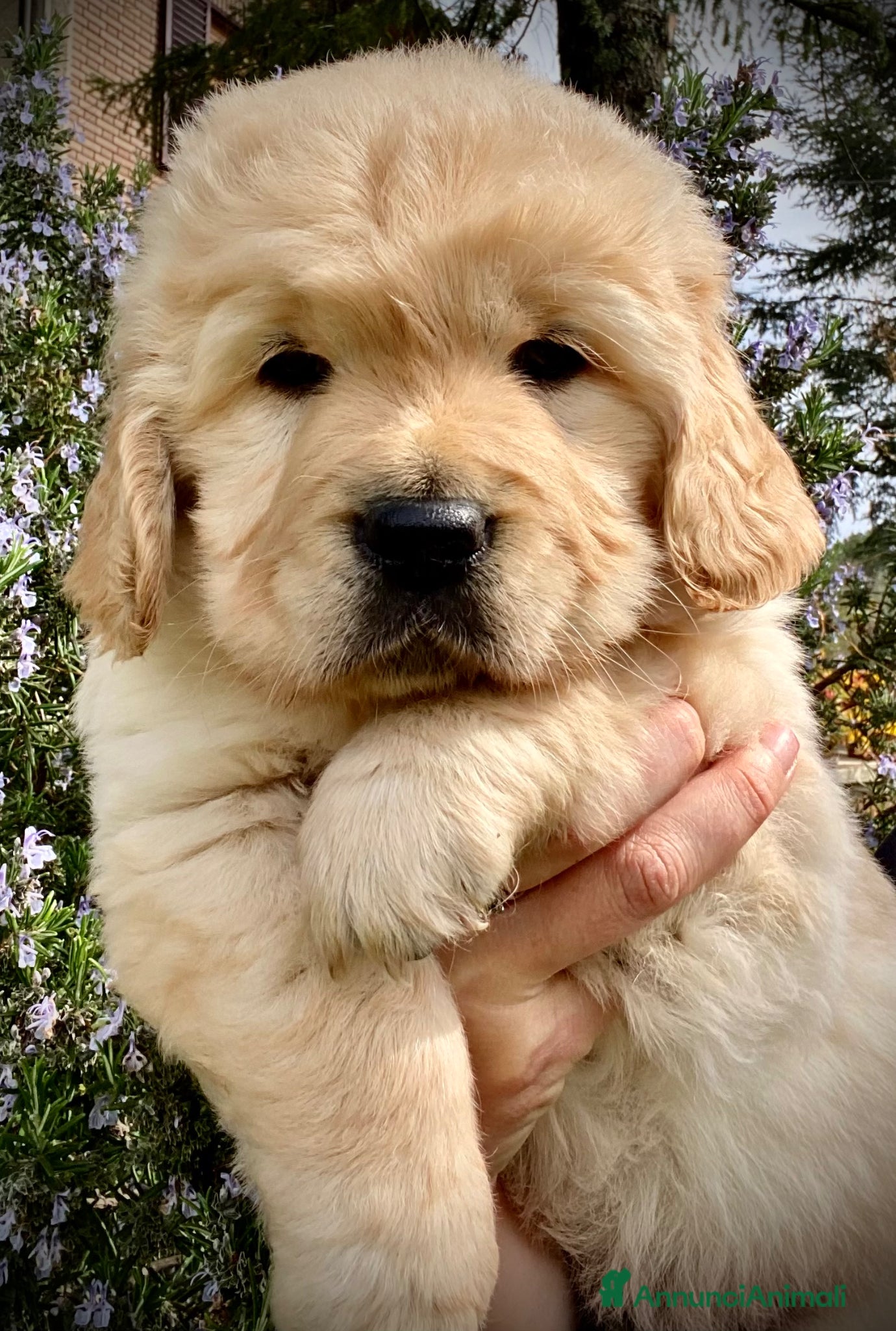 Golden Retriever cani Golden Retriever Cuccioli - Annuncio 3