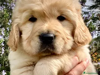 Golden Retriever cani Golden Retriever Cuccioli - Annuncio 3