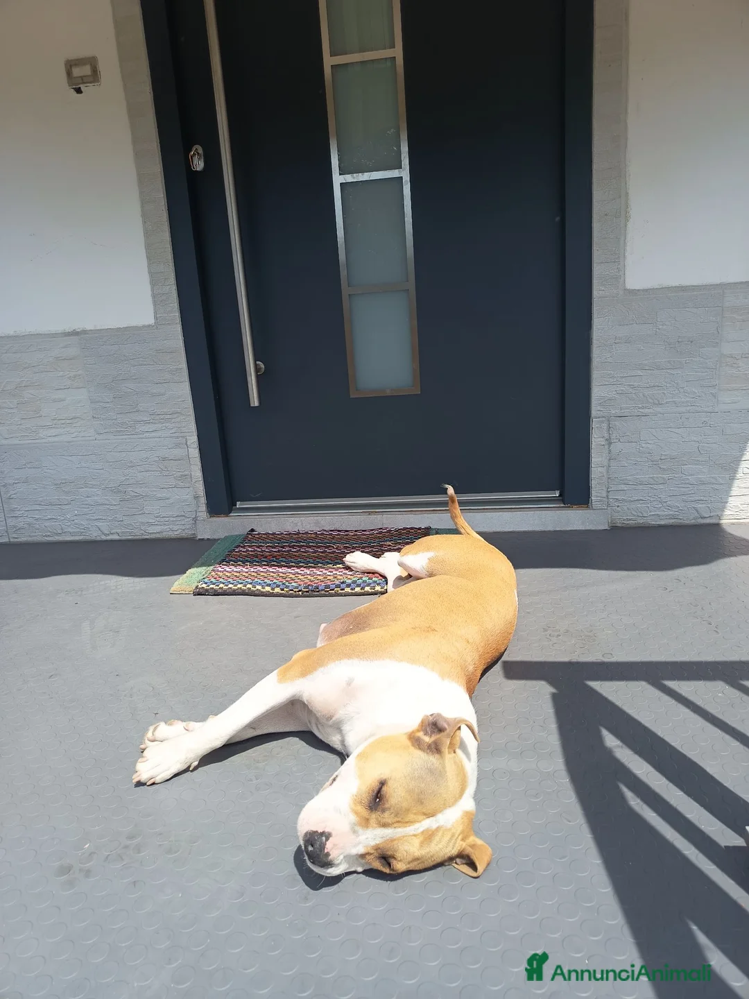 American Staffordshire cani in regalo: Regalo: Amstaff femmina di 2 anni Rovigo - Annuncio 2