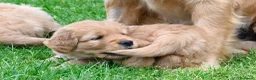 Golden Retriever cani in vendita: Allevamento professionale  cucciolata inglese - Annuncio 27