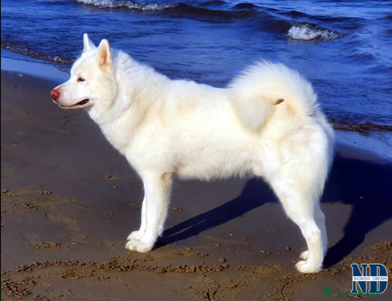 Alaskan Malamute cani per accoppiamento: Alaskan Malamute disponibili per accoppiamento  a Città Metropolitana di Bologna - Annuncio 4