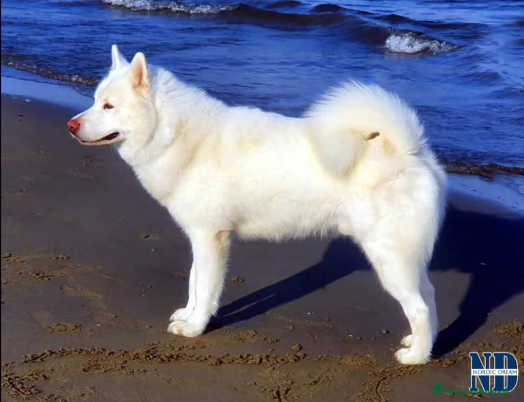 Alaskan Malamute cani per accoppiamento: Alaskan Malamute disponibili per accoppiamento  a Città Metropolitana di Bologna - Annuncio 1