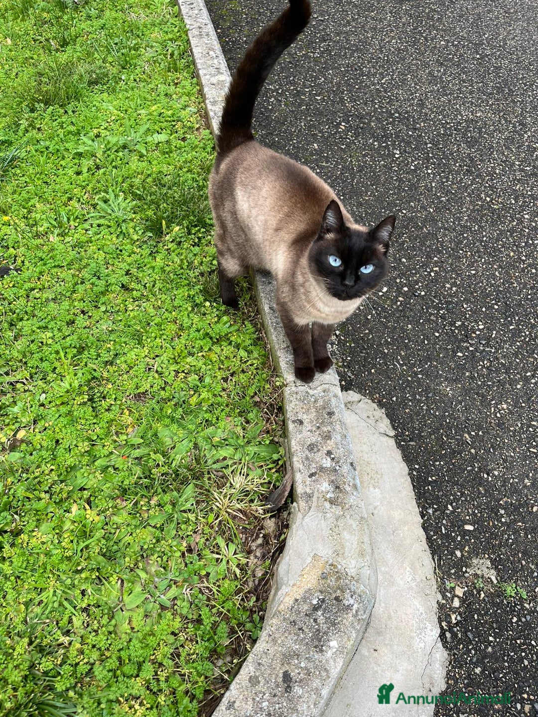Siamese gatti in regalo: Gatta siamese in adozione - Annuncio 6