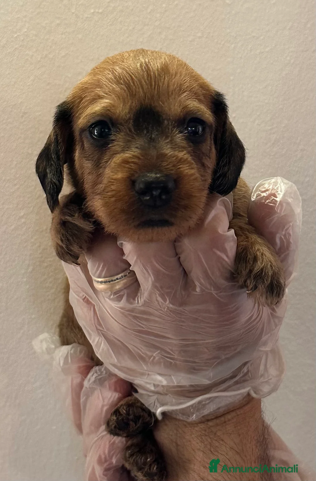 Immagine della galleria {{count}}