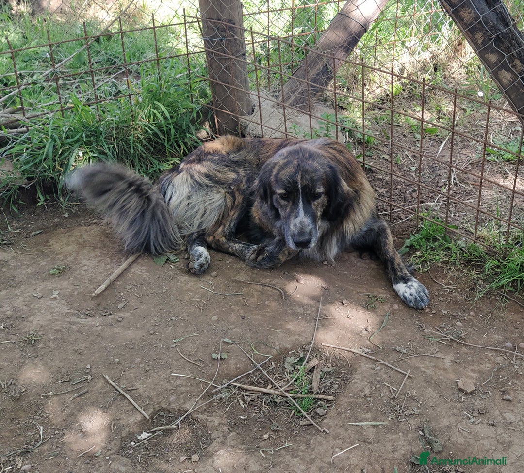 Meticcio cani in regalo: Bellissimo Jango a Provincia di Viterbo - Annuncio 1