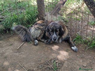 Meticcio cani Bellissimo Jango a Provincia di Viterbo - Annuncio 40