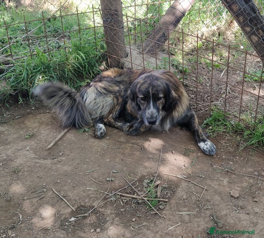Meticcio cani a Provincia di Viterbo - Annuncio 4