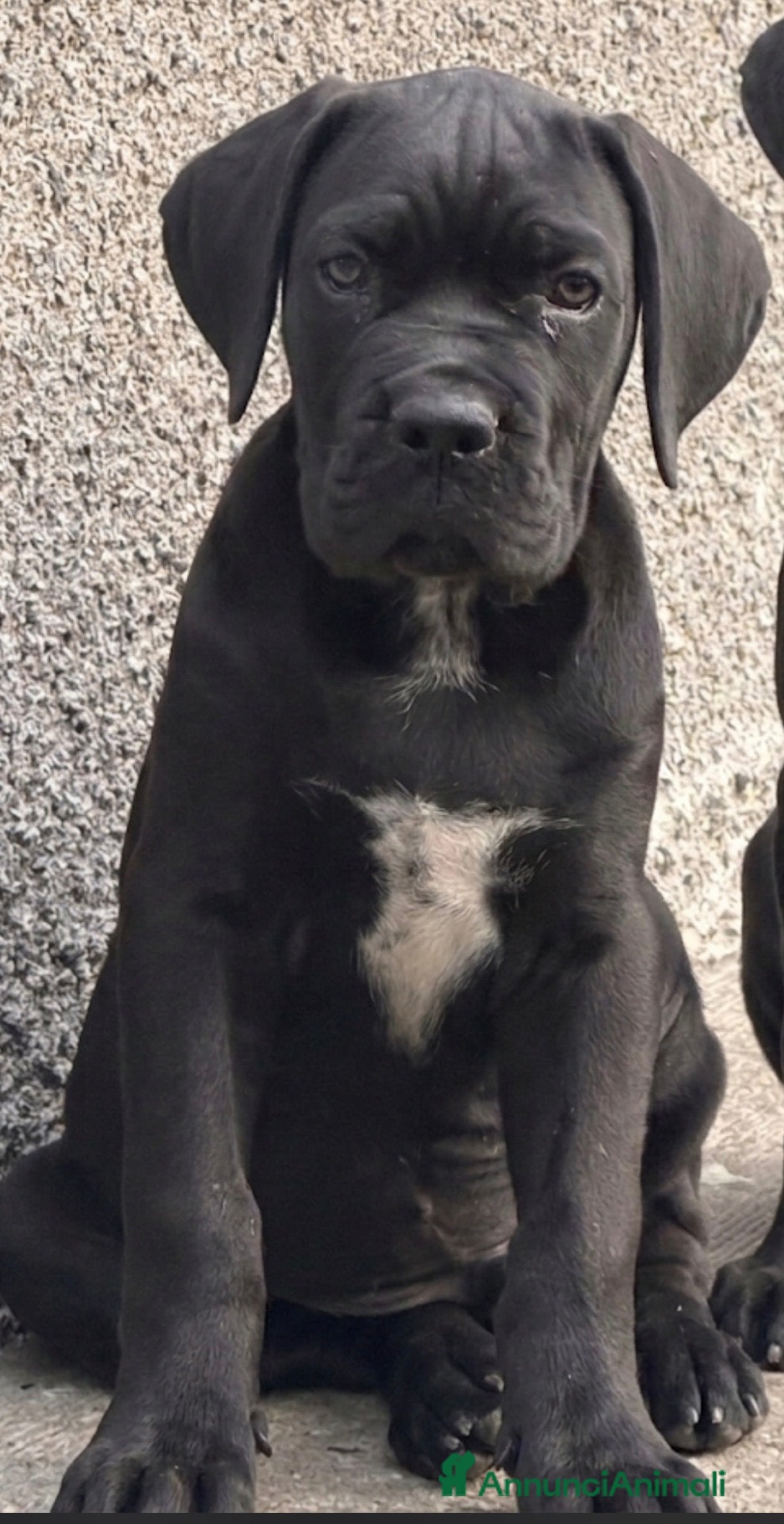 Cane Corso cani Cuccioli cane corso con pedigree Enci - Annuncio 11