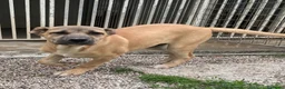 Meticcio cani in regalo: Adotta Ronnie 7 mesi - Annuncio 2