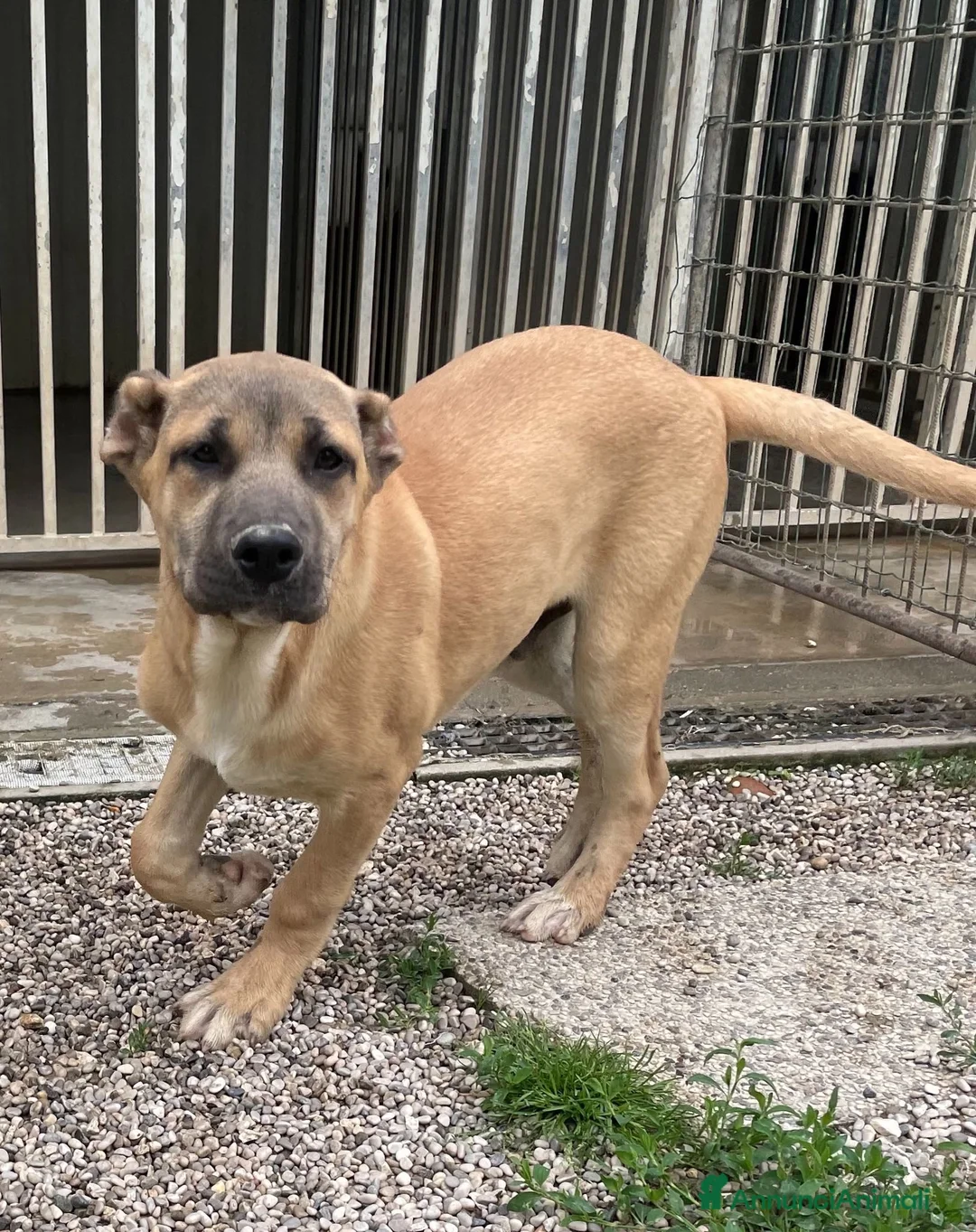 Meticcio cani in regalo: Adotta Ronnie 7 mesi - Annuncio 2