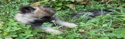 Wolfspitz cani in vendita: Cuccioli Wolfspitz - Annuncio 3