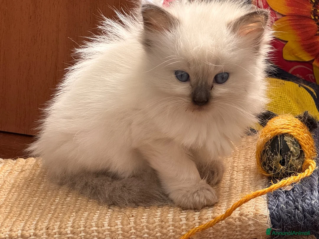 Ragdoll gatti in vendita: Ragdoll - Annuncio 4